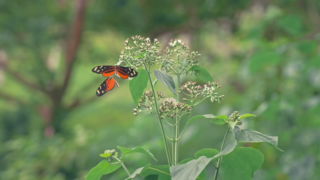 Farfalla Heliconius hecale (tigre arancione) che svolazza nell'inquadratura e si posa su un fiore selvatico accanto a un'altra farfalla tigre.