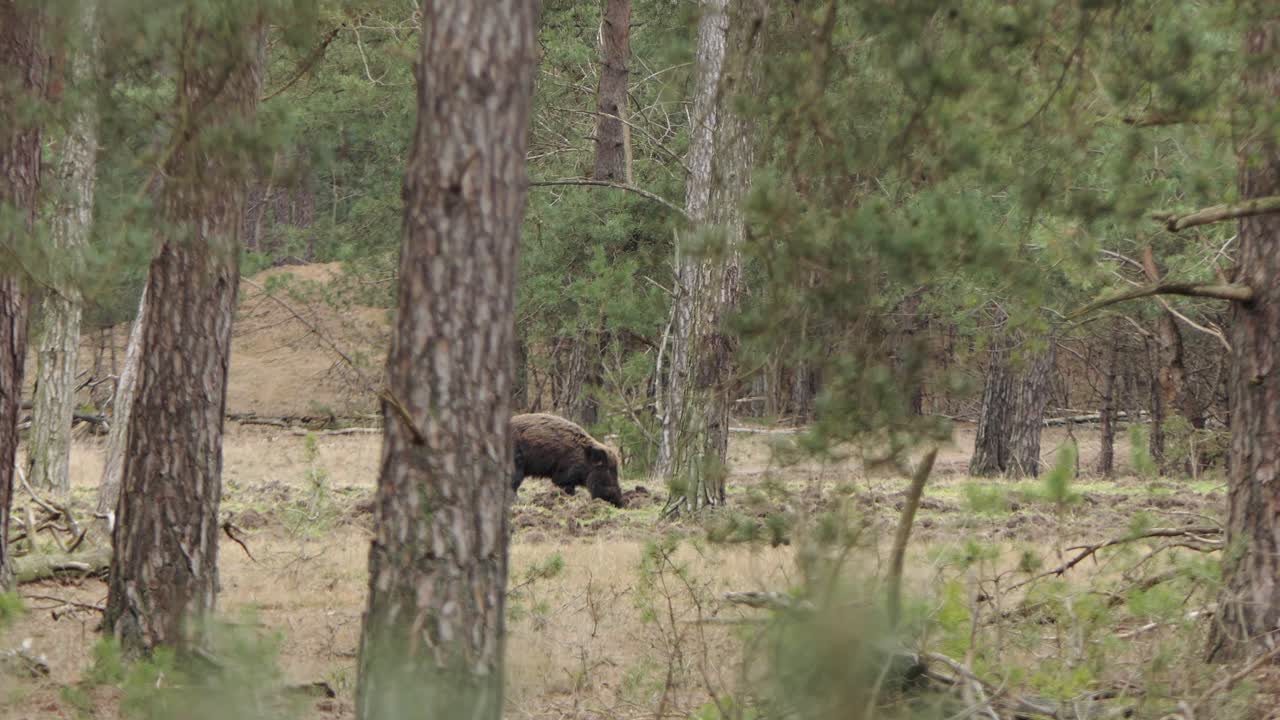Un grande cinghiale grufola nel terreno del bosco in cerca di cibo.