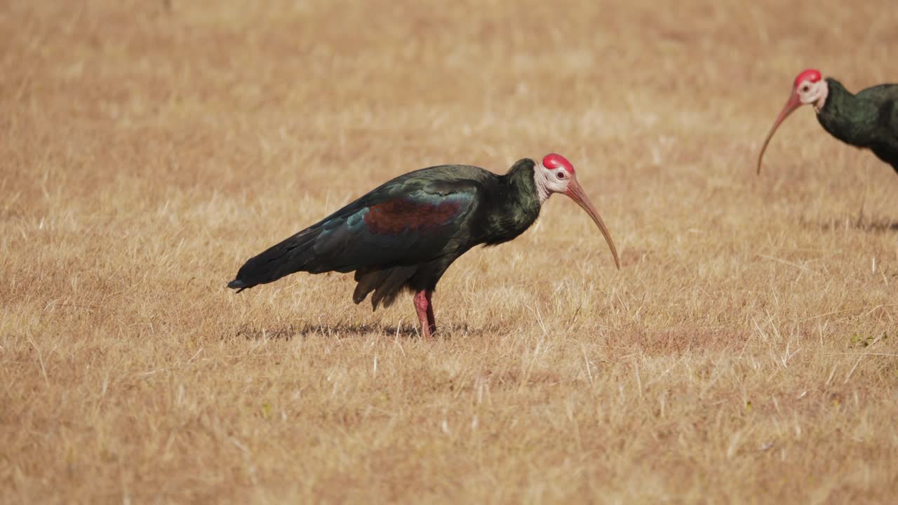ibis calvo cavando en busca de comida en el terreno seco