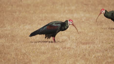 Ibis-Calvo-Cavando-En-Busca-De-Comida-En-El-Terreno-Seco