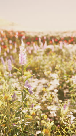 a field of flowers in the summer