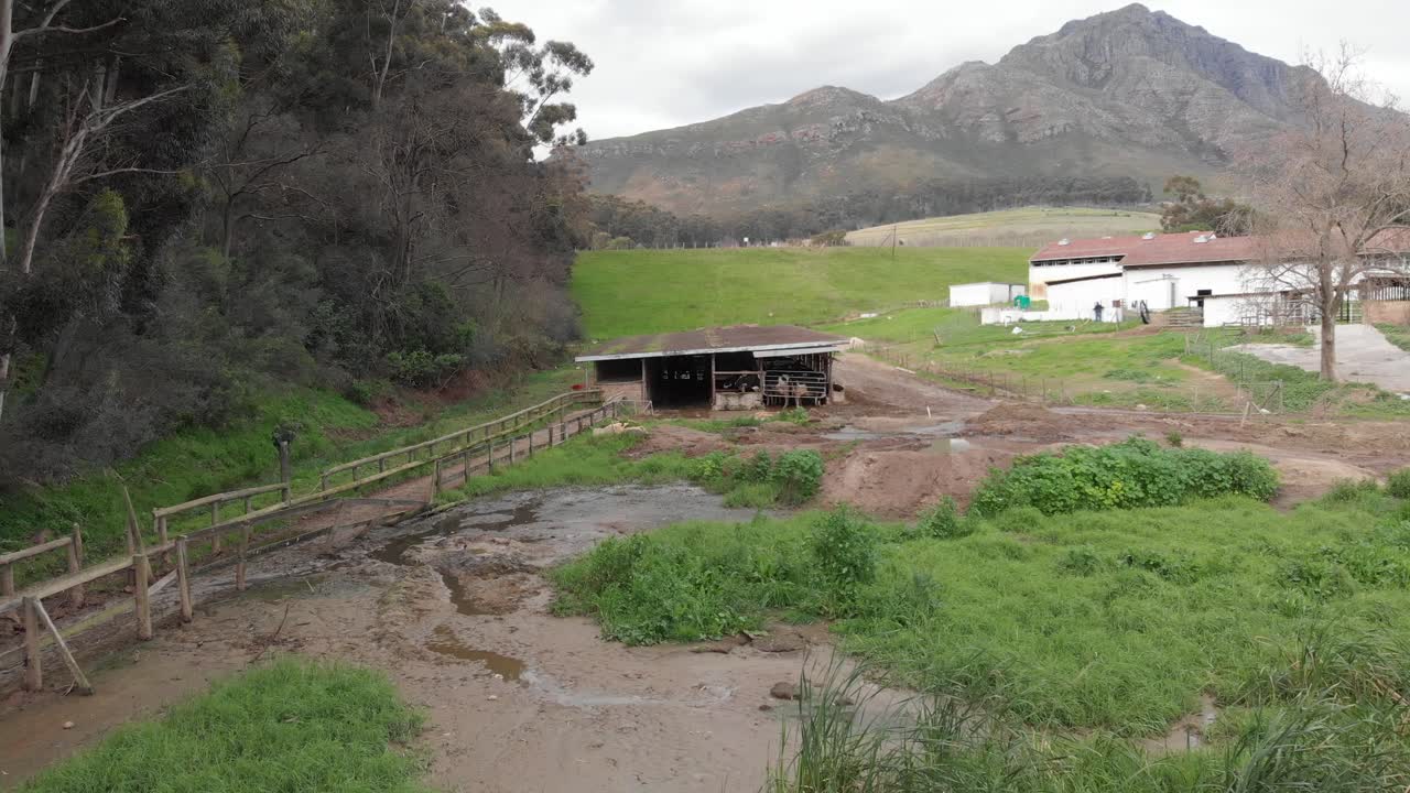 el tiro se acerca a un cobertizo con vacas adentro