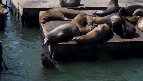 Kalifornische-Seelöwen-Bei-Wortgefechten-Im-Schwimmenden-Pier-39