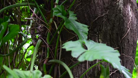 climbing plant growing on a big tree