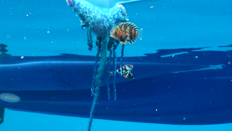 portuguese man o' war (false jellyfish) drifting in the open sea next to a boat with two little fish.