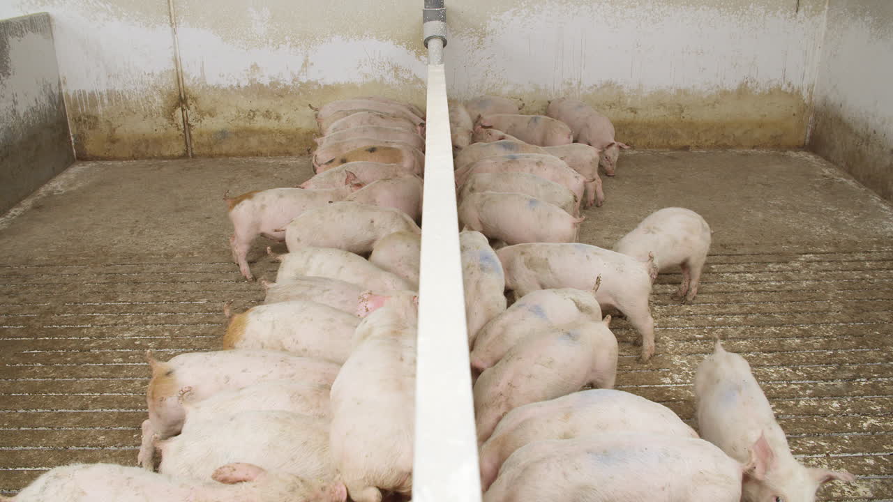 여물통에서 음식을 먹는 새끼 돼지 보육