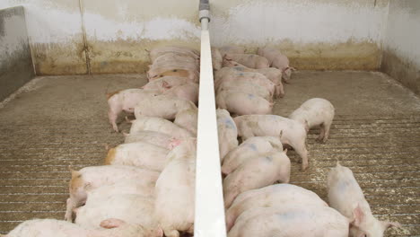 piglet nursery eating food in trough