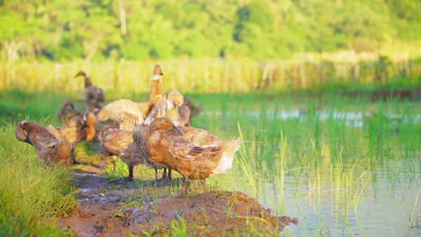 bandada de patos en el campo de arroz inundado