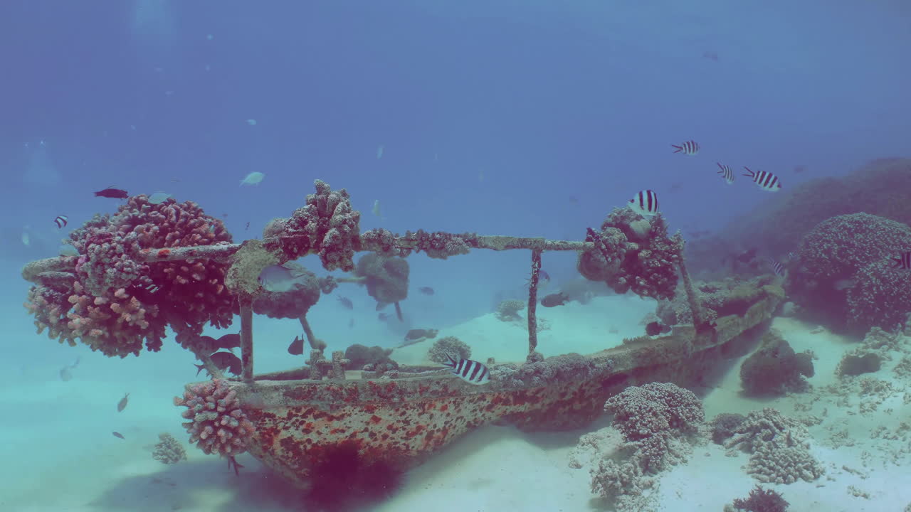 Underwater Shipwreck Covered in Coral and Fish