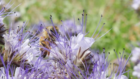 Bee-macro-close-up-colleting-nectar-polline-from-fruit-plant-tree-blossom-flower