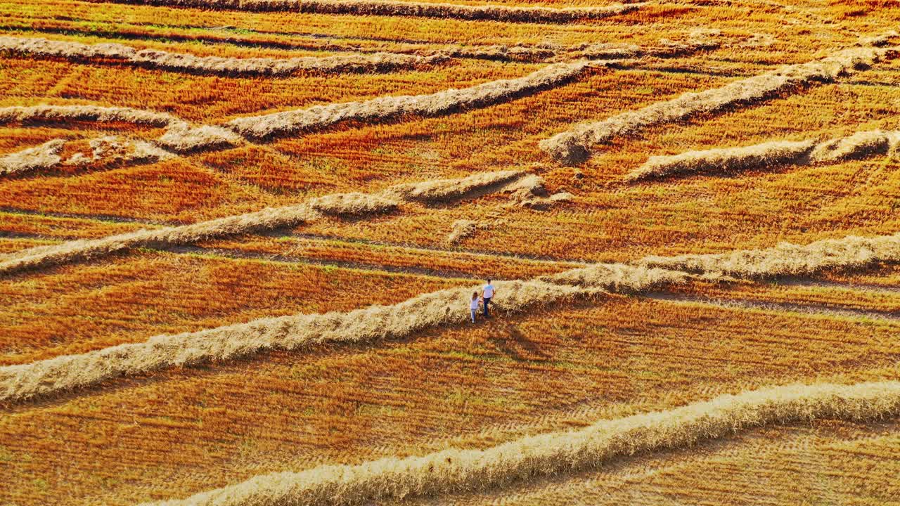 Young man and a girl are holding hands walking along the field. Lovers walk on the field after harvesting wheat. Aerial top view.