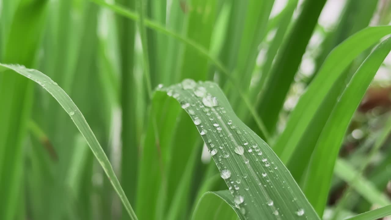 close-up view of lemongrass leaves adorned with glistening water droplets. Each droplet, round and translucent, reflects ambient light, creating tiny, shimmering spheres across the verdant surface