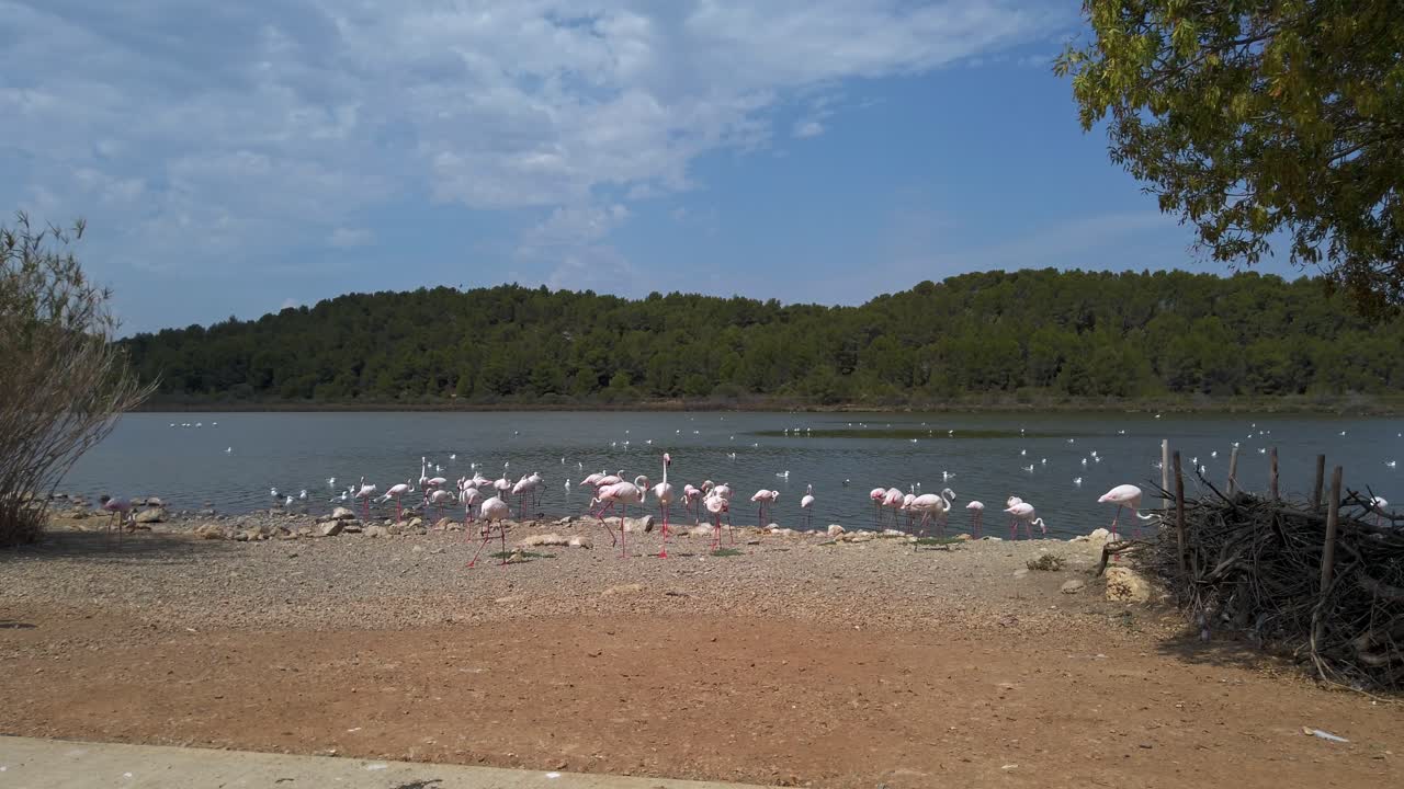 Pink flamingos resting together on lake shore, standing among green forest backdrop, framed by vibrant blue summer sky with soft clouds, showcasing serene wildlife landscape