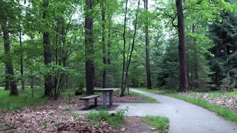 forest path with picnic table