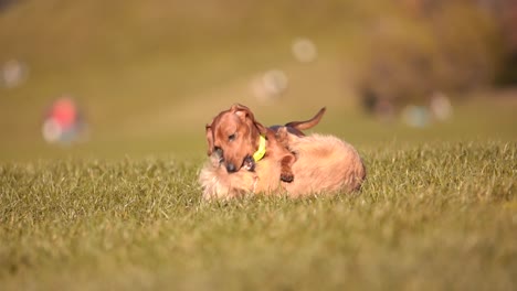 Dramatische-Nahaufnahme-In-Zeitlupe:-Dackel-Liefert-Sich-Inmitten-Des-üppigen-Grüns-Eines-Münchner-Stadtparks-Ein-Spielerisches-Handgemenge-Mit-Einem-Anderen-Hund-Und-Fängt-Die-Essenz-Der-Interaktionen-Zwischen-Hunden-Ein