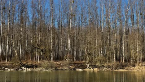 Birds-fly-by-river-forest-on-Danube,-Mosonmagyarovar,-Hungary