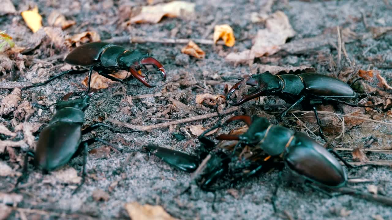 Four Beetle Deer Creeps on the Ground