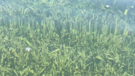 seaweed under the crystal clear water surface