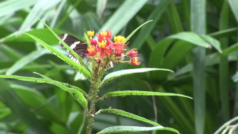 Schmetterling-In-HD