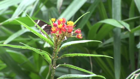 mariposa en hd