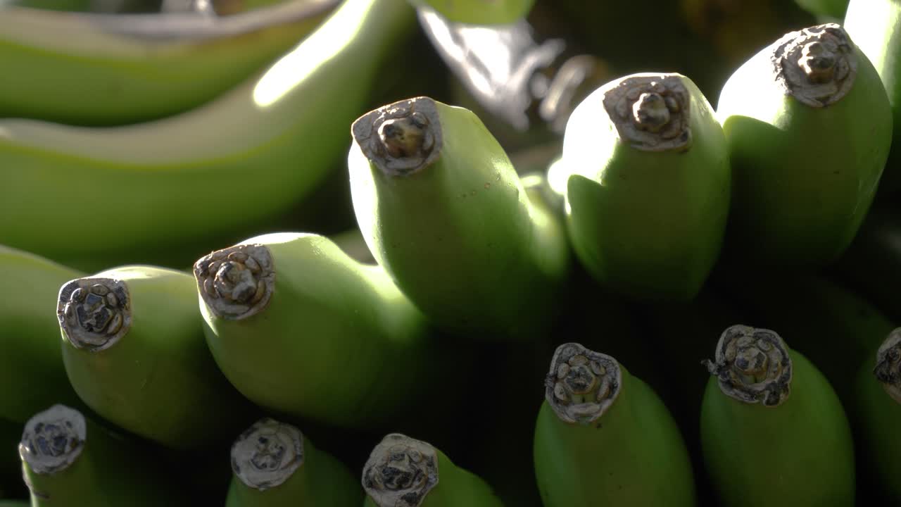 Close-up of a Bunch of Green Bananas