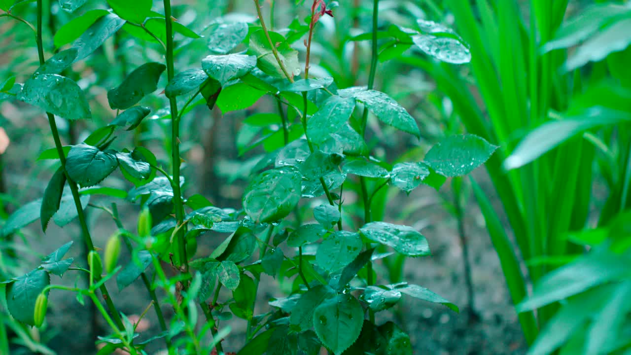 primer plano de gotas de agua sobre hojas verdes en el fondo de la naturaleza
