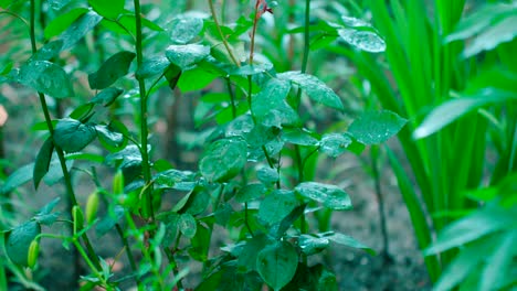 close-up shot of water drops drop on green leaves in nature background