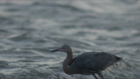 Crane-stands-and-walks-through-water,-takes-off-in-flight