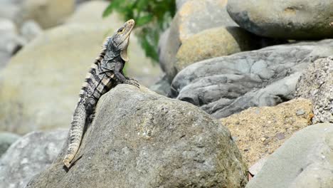 black iguana sitting on the edge of a large rock slightly moving its head around