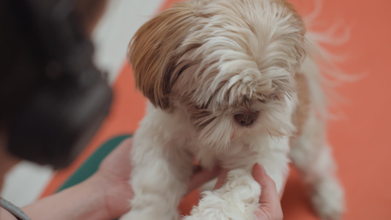 Cagnolino su tappetino arancione con le mani del proprietario che offrono la zampa durante una sessione di addestramento delicata, primo piano di pelliccia morbida e viso curioso, illuminazione interna calda, cuffie visibili, accogliente pet therapy.