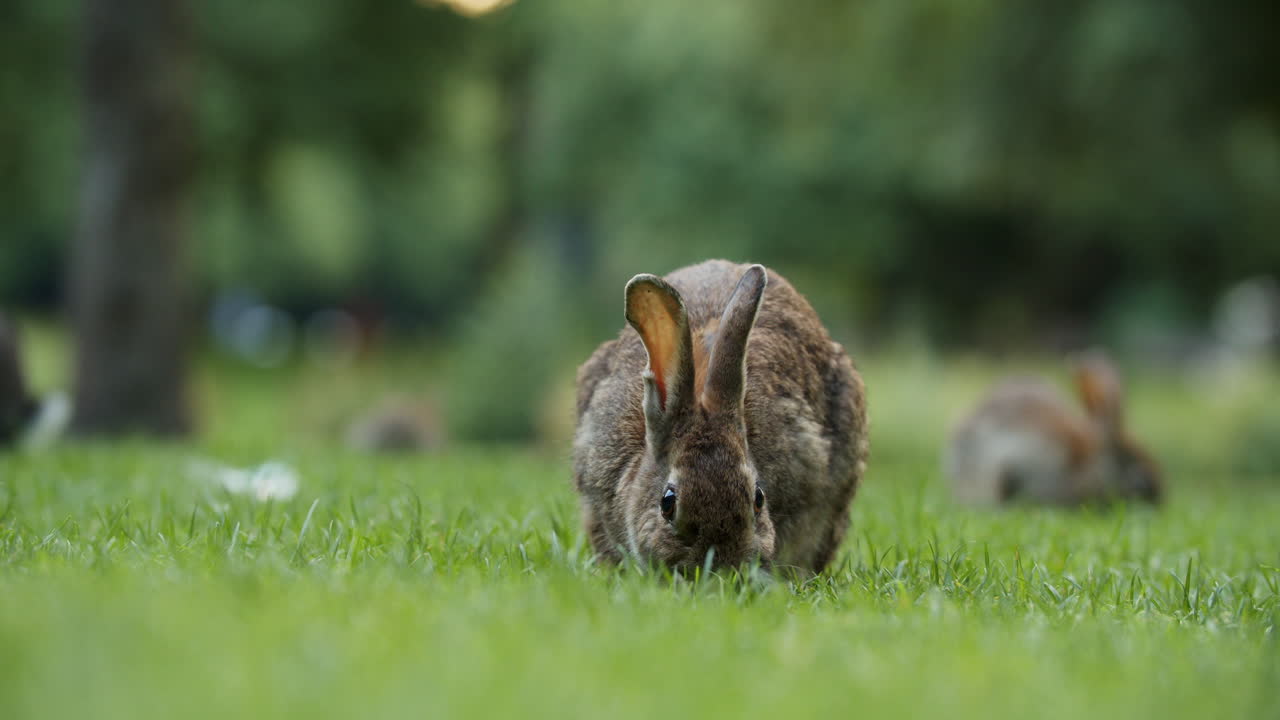 conejos salvajes sentados y comiendo hierba en el botteskerkpark, amsterdam, países bajos