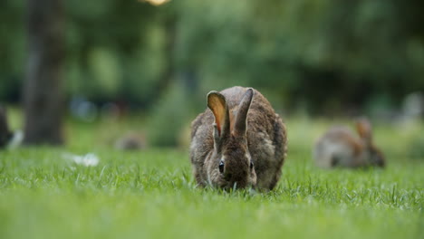 wild rabbits sitting and eating grass on the botteskerkpark, amsterdam, netherlands