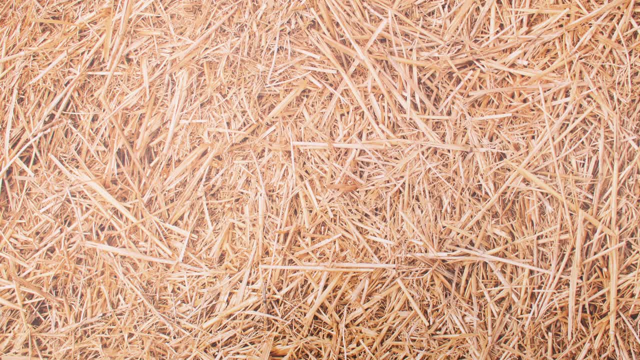 los huevos frescos aparecen en una línea en el tema de la paja.