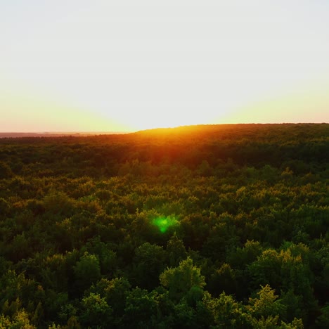 beautiful sunset over the woodland. orange sun reflects on dark green trees of the forest. amazing nature in the evening. aerial view.
