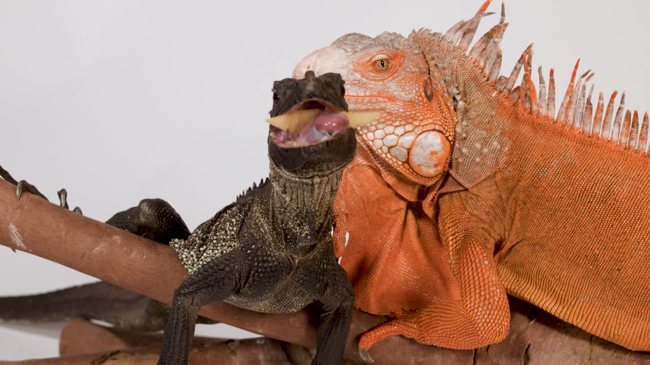 Una persona usa delle pinzette per nutrire una piccola lucertola nera appollaiata accanto a un'iguana rossa