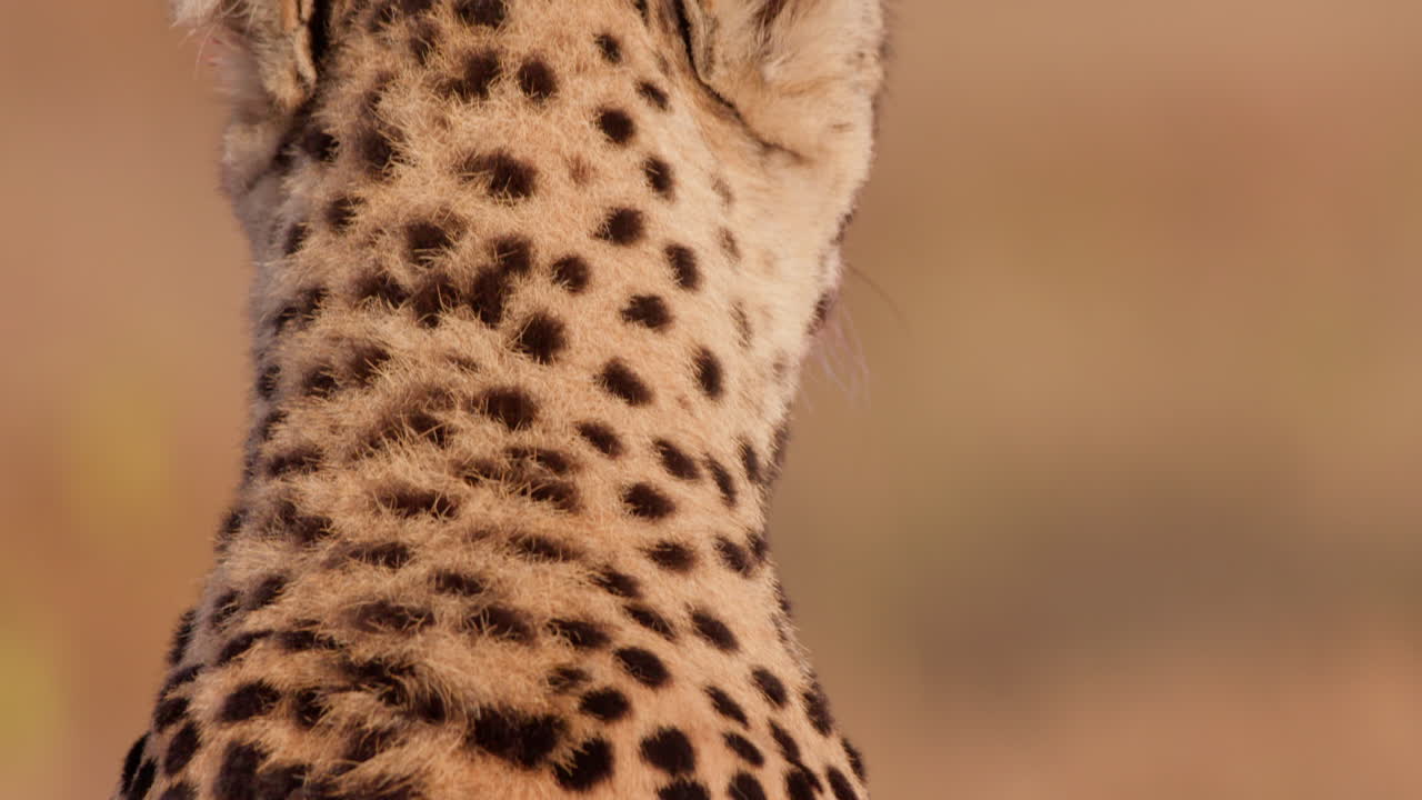 Close up tilt shot of a lone eyed cheetah's spotted frame