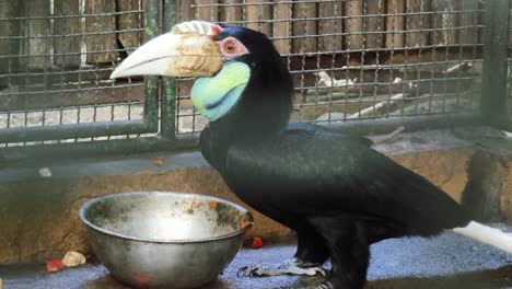 a hornbill in a zoo cage