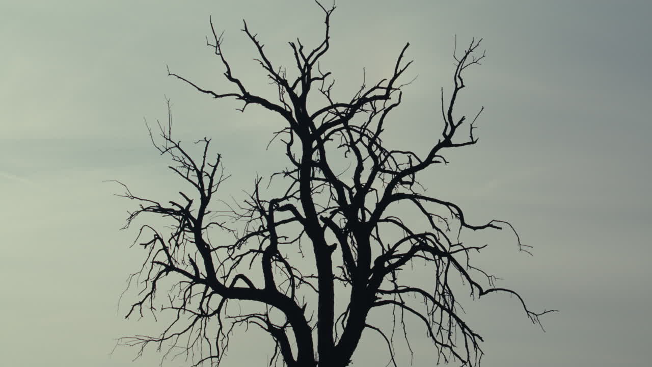 Silhouette of a Bare Tree Against a Pale Sky