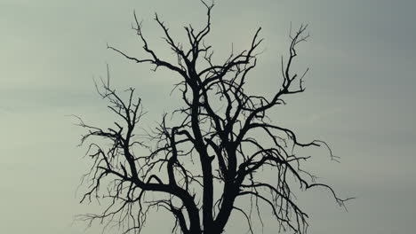 silhouette of a bare tree against a pale sky