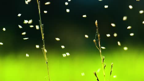 A-Whitefly-Hovering-Above-Grass-and-Paddy-Fields---Static-Shot