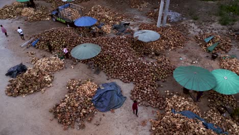 aerial view of a coconut processing area with workers and piles of coconuts