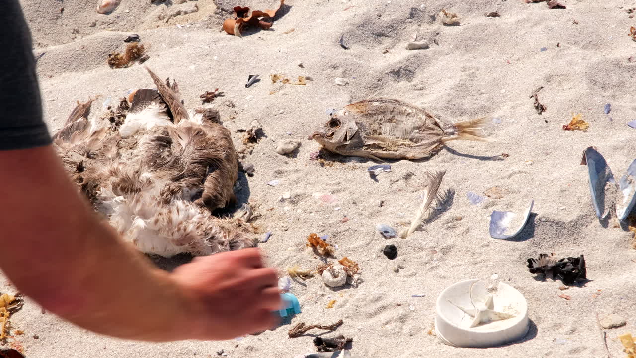 Disgusted man picks up marine debris surrounding dead seagull and fish on beach