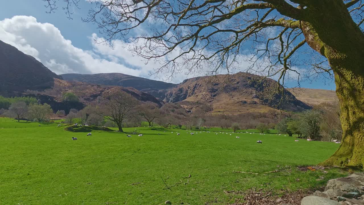Irsk græsland under bjergene, hvor får græsser på tidligt forårsgræs i de episke omgivelser i Kerry, Irland.