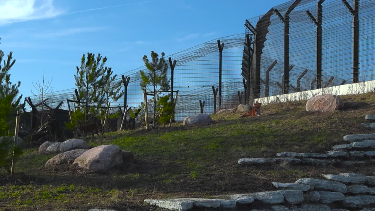 Gorgeous red and orange colored mountain wolf laying down on green grass and yawning while the animal is in Tallinn Zoo territory during a spring sunny day with blue sky and fence in the background.