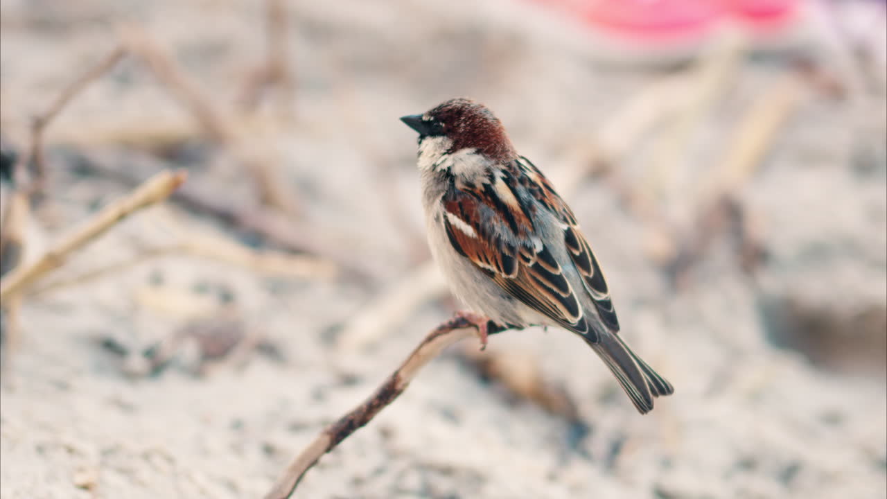 Close up of a sparrow sitting on a branch on the beach with a blurred background