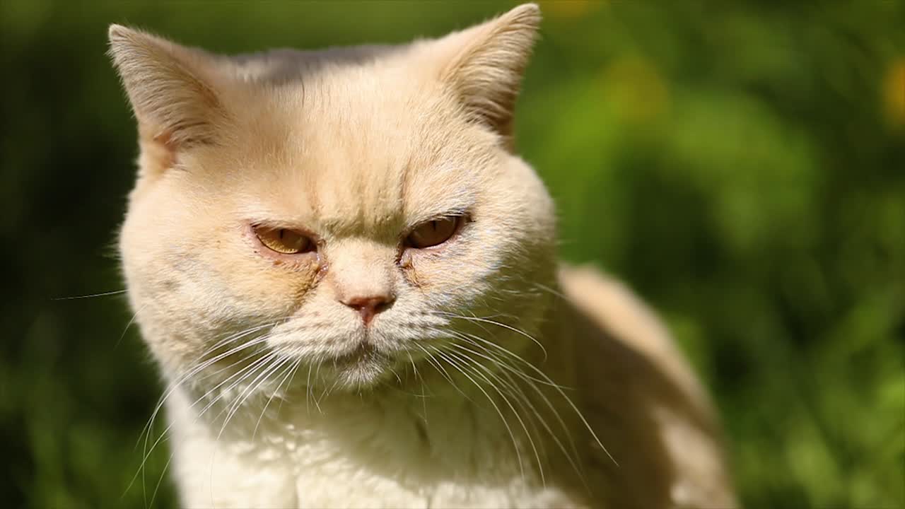 gato británico en la hierba verde en cámara lenta