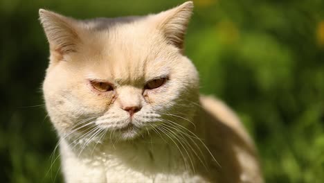 cat british on green grass in slow motion