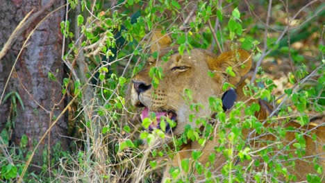 León-Hembra-Con-Collar-Protegido-Del-Sol-Africano-Caliente,-Con-La-Boca-Abierta