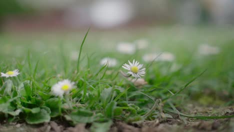 Chrysantheme-Weiß-Klein-Gelb-Auf-Dem-Boden