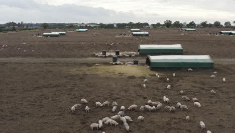 farmland on an overcast day with pigs, brown fields and buildings